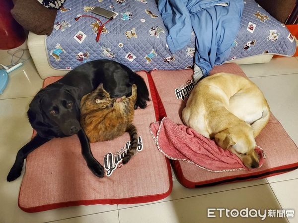 天氣冷退役導盲犬被當大型抱枕擠嘴邊肉不敢動姐笑:委屈不敢說