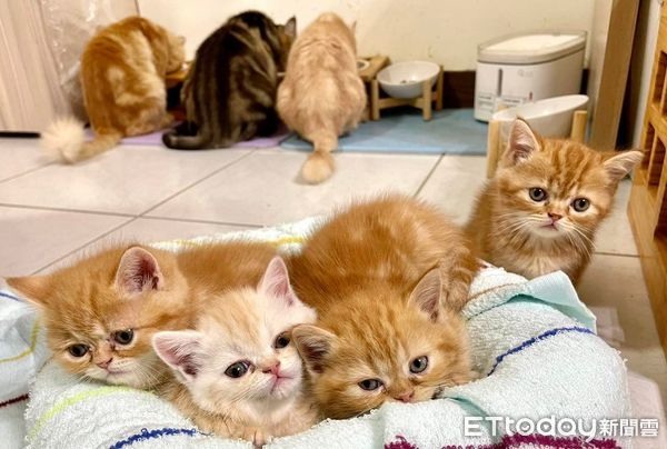 平安夜被收編!小橘貓隔天「找到最強飯票」笑翻千人:要被吃垮