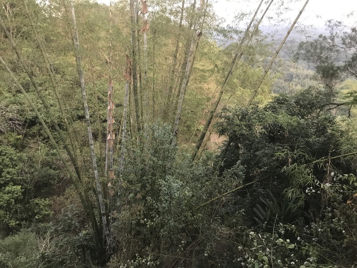 鄒鄒週週環島--車小志氣高小雲豹之死人骨頭秘徑
