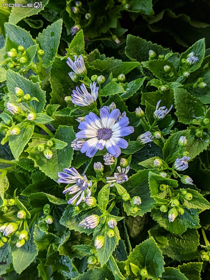 瓜葉菊+垂茉莉+香瓜茄 台南市歸仁區七甲花卉區 12/25