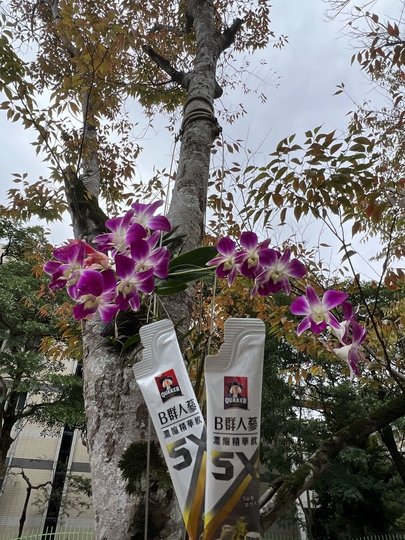 【深度體驗】我的新閏蜜~桂格5X B群人蔘濃縮精華飲,總是給我滿滿續航力