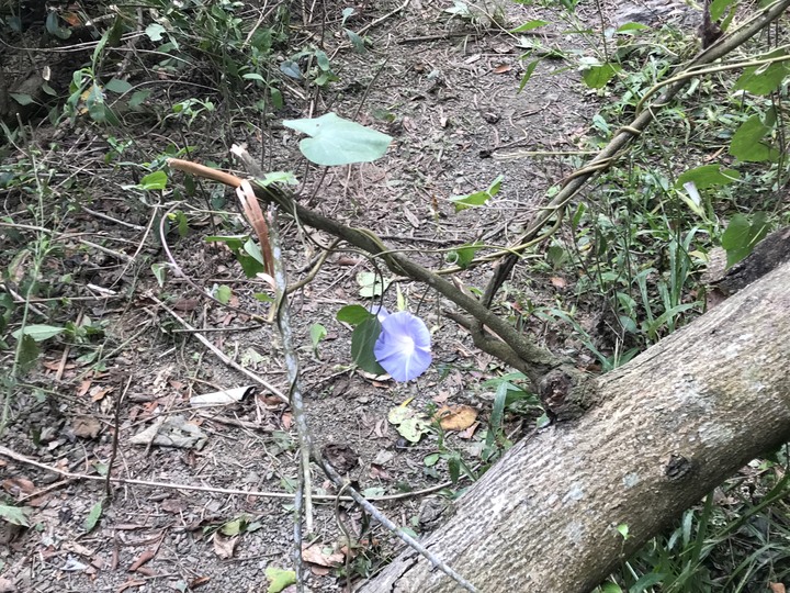 鄒鄒週週環島--車小志氣高小雲豹之死人骨頭秘徑