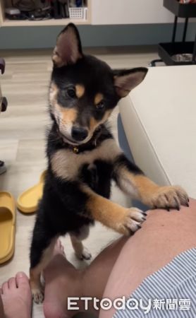 超強黑柴「發糞塗牆」曬出驚人便便作品主人崩潰:到底怎麼大的