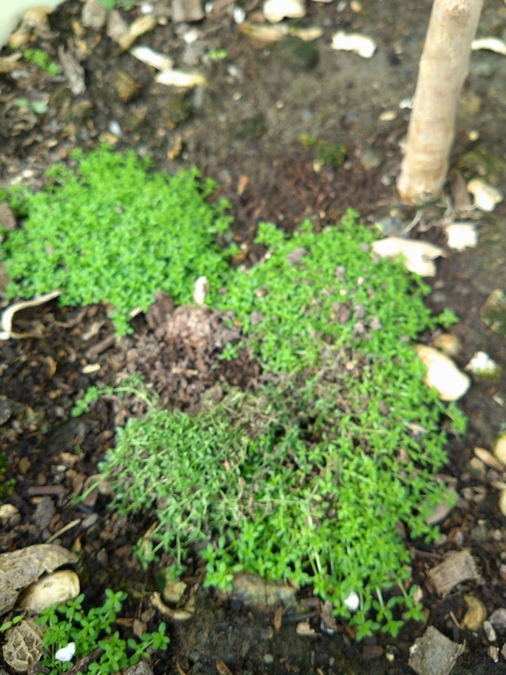 不知名植物求名