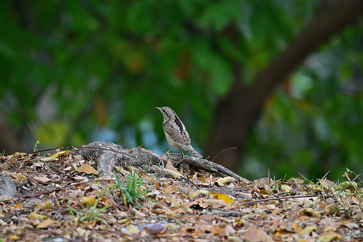 點我看大圖 Nikon Z9+863PF+1.4X清楚記錄地啄木進食螞蟻的過程