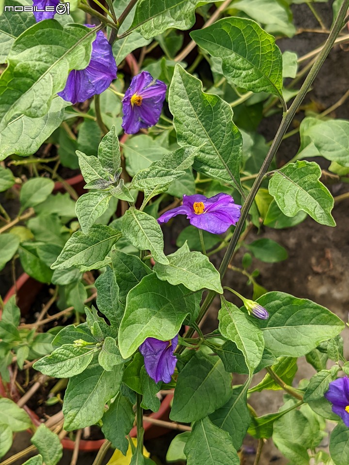 大花六道木+麥桿菊+報春花 台南市歸仁區七甲花卉區 01/01