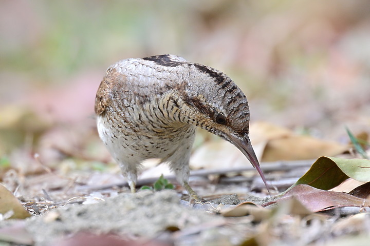 點我看大圖 Nikon Z9+863PF+1.4X清楚記錄地啄木進食螞蟻的過程