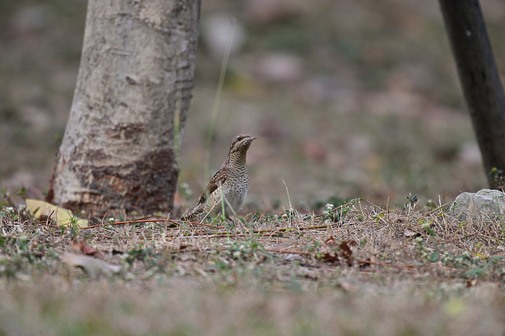 點我看大圖 Nikon Z9+863PF+1.4X清楚記錄地啄木進食螞蟻的過程