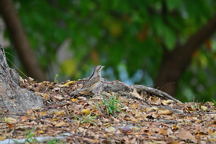 點我看大圖 Nikon Z9+863PF+1.4X清楚記錄地啄木進食螞蟻的過程