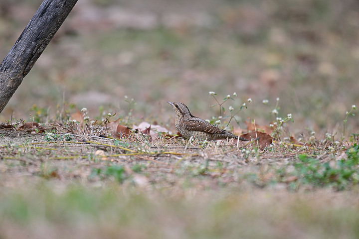 點我看大圖 Nikon Z9+863PF+1.4X清楚記錄地啄木進食螞蟻的過程