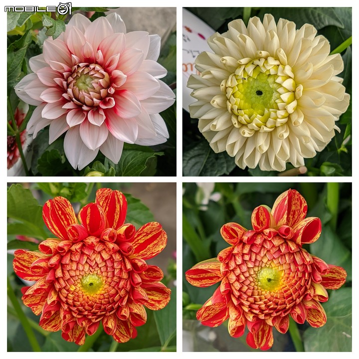 大花六道木+麥桿菊+報春花 台南市歸仁區七甲花卉區 01/01