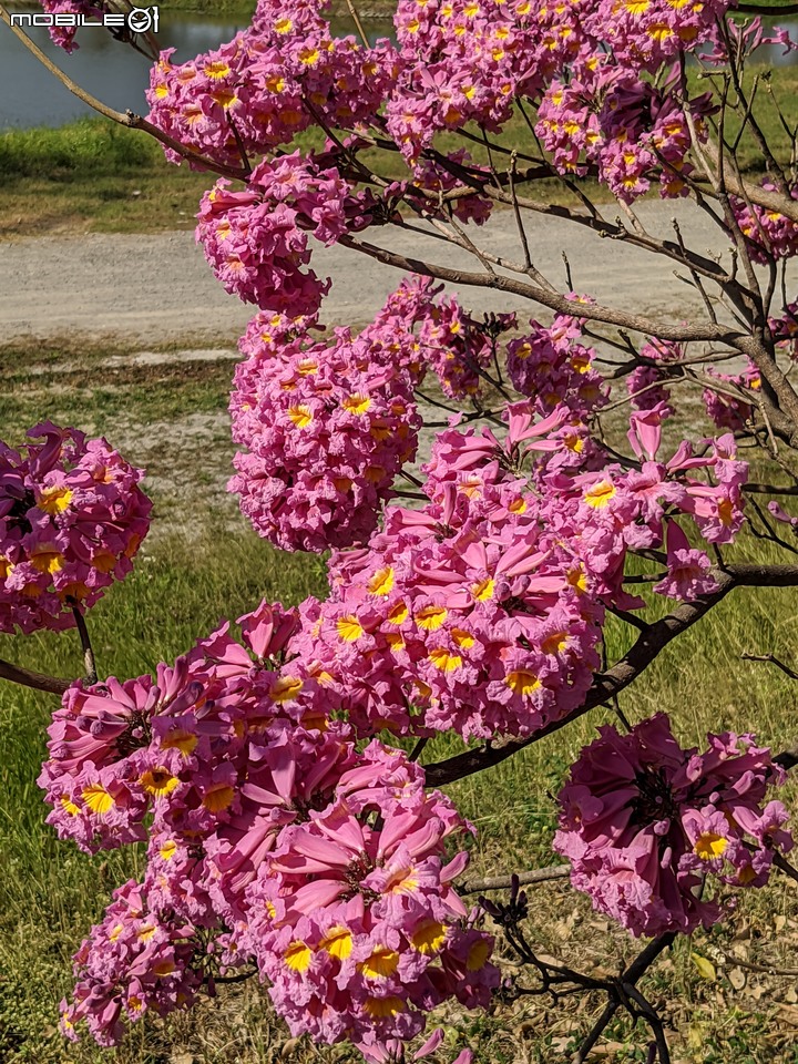 非洲芙蓉+紅花風鈴木 台南市仁德區滯洪池 01/15