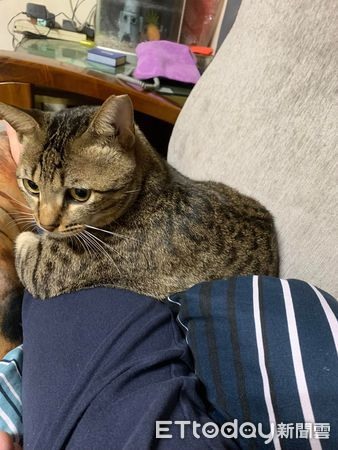 檯燈當暖器！呆貓「照了1小時寂寞」懷疑喵生：怎麼不會熱？