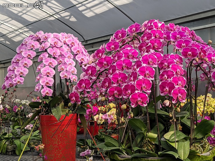 蘭花 台南市歸仁區七甲花卉區 01/14
