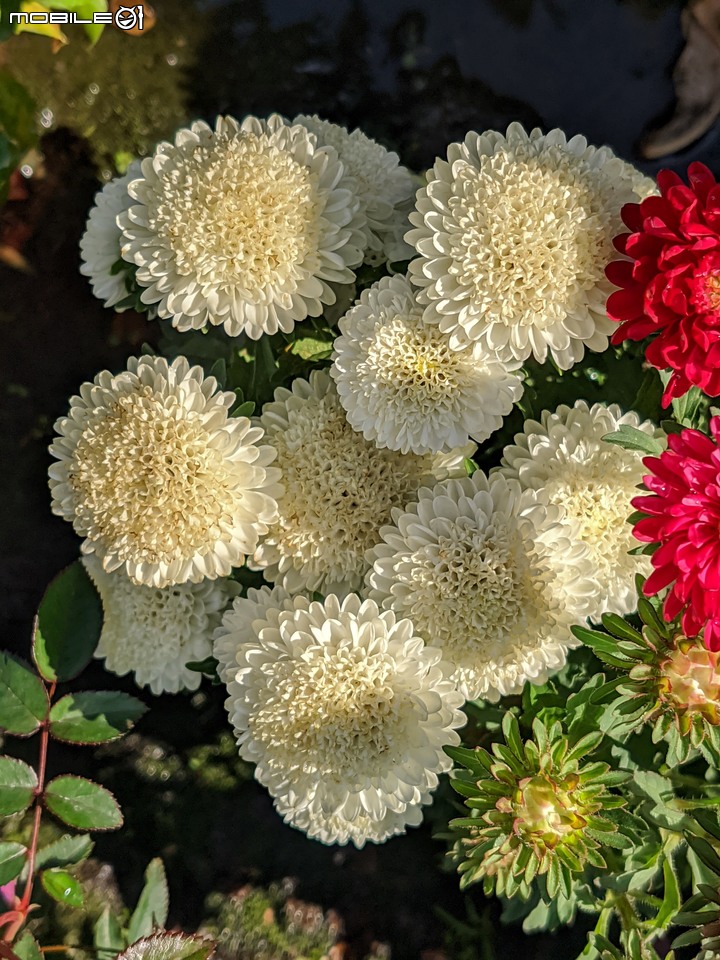 大花六道木+麥桿菊+報春花 台南市歸仁區七甲花卉區 01/01