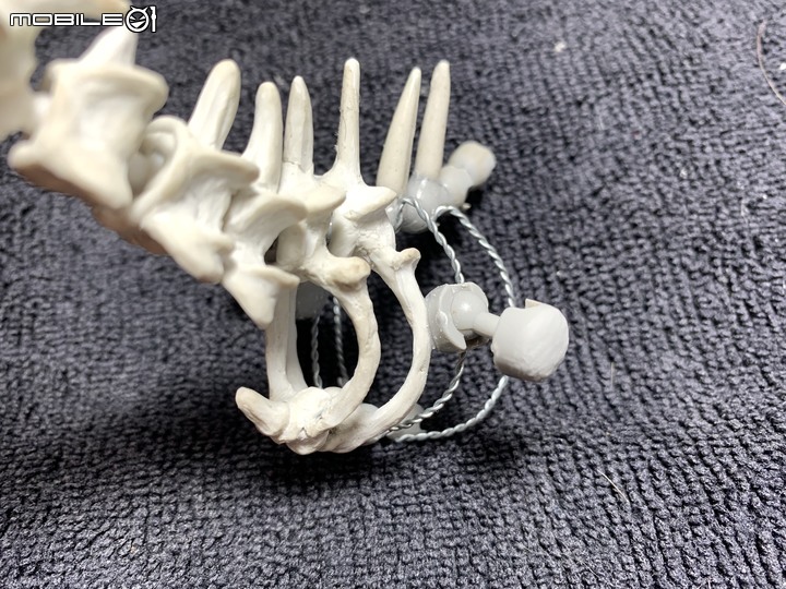 DIY 劍齒虎骨歷經13年終於製作完成.