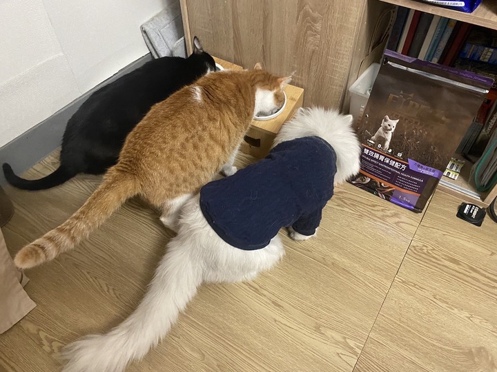 貓咪無榖飼料