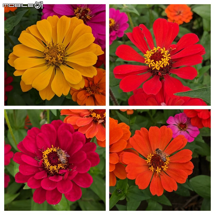 百日菊+大波斯菊 台南市山上區淨水池區 01/01