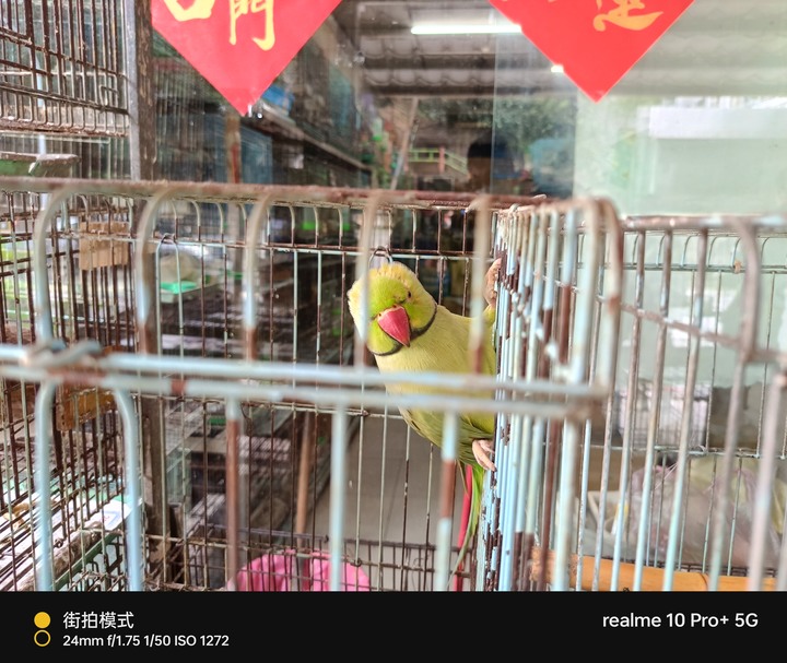 Realme 10 Pro+ 走春照片街拍 富基漁港&三峽祖師廟分享