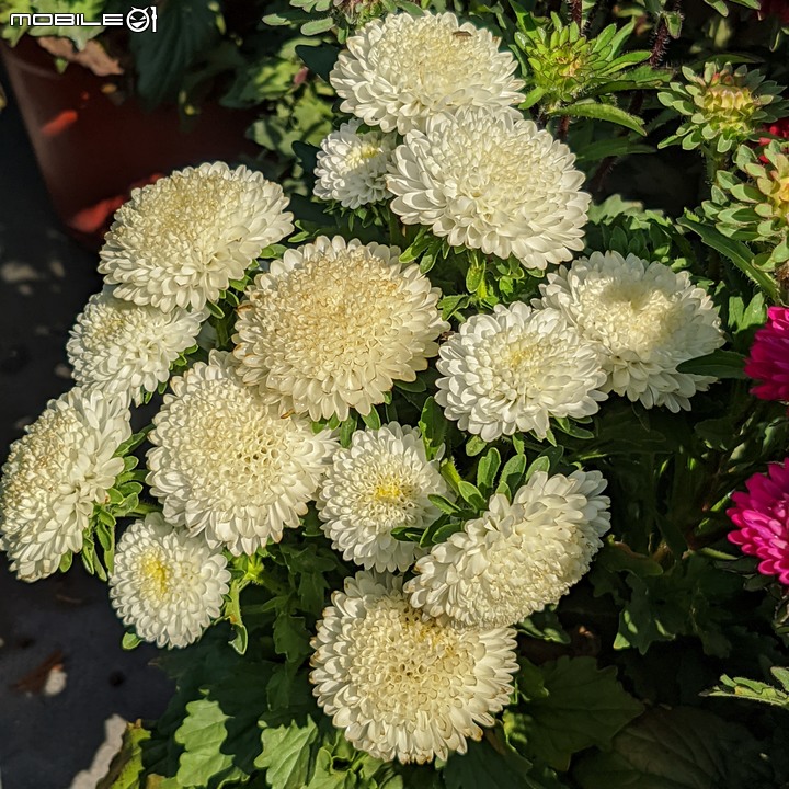 大花六道木+麥桿菊+報春花 台南市歸仁區七甲花卉區 01/01