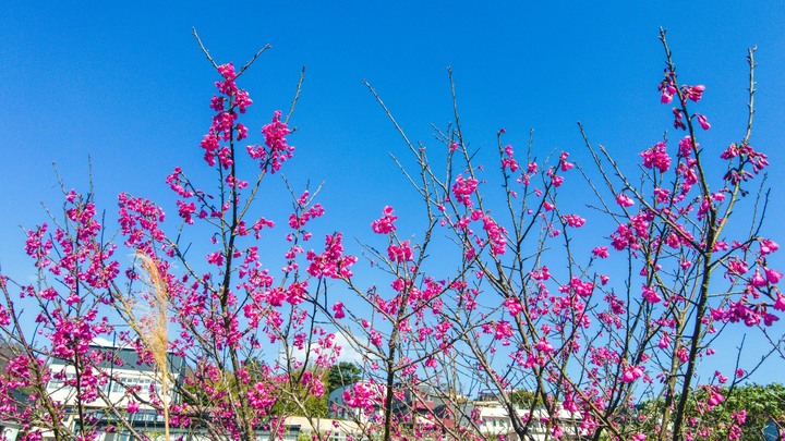 【平菁街42巷】尾崙水圳(狗殷勤步道)、竹林步道、平菁步道O型路線