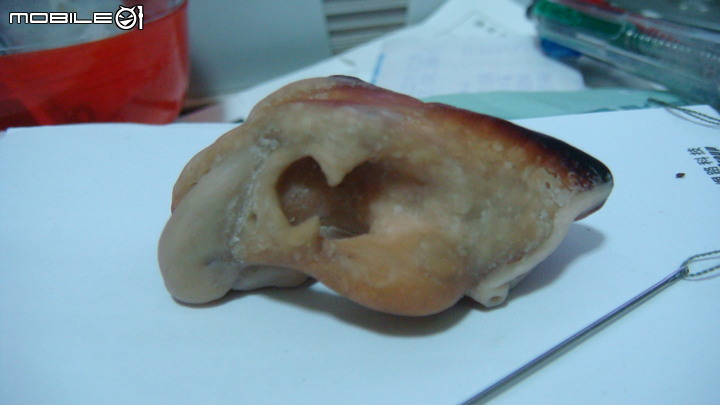 DIY 劍齒虎骨歷經13年終於製作完成.