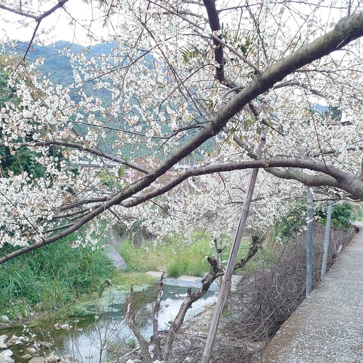 【小惡魔好玩兔U】新年走春 賞櫻花 梅花 吃大餐