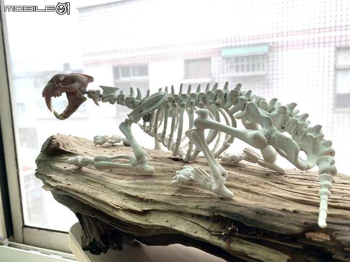 DIY 劍齒虎骨歷經13年終於製作完成.