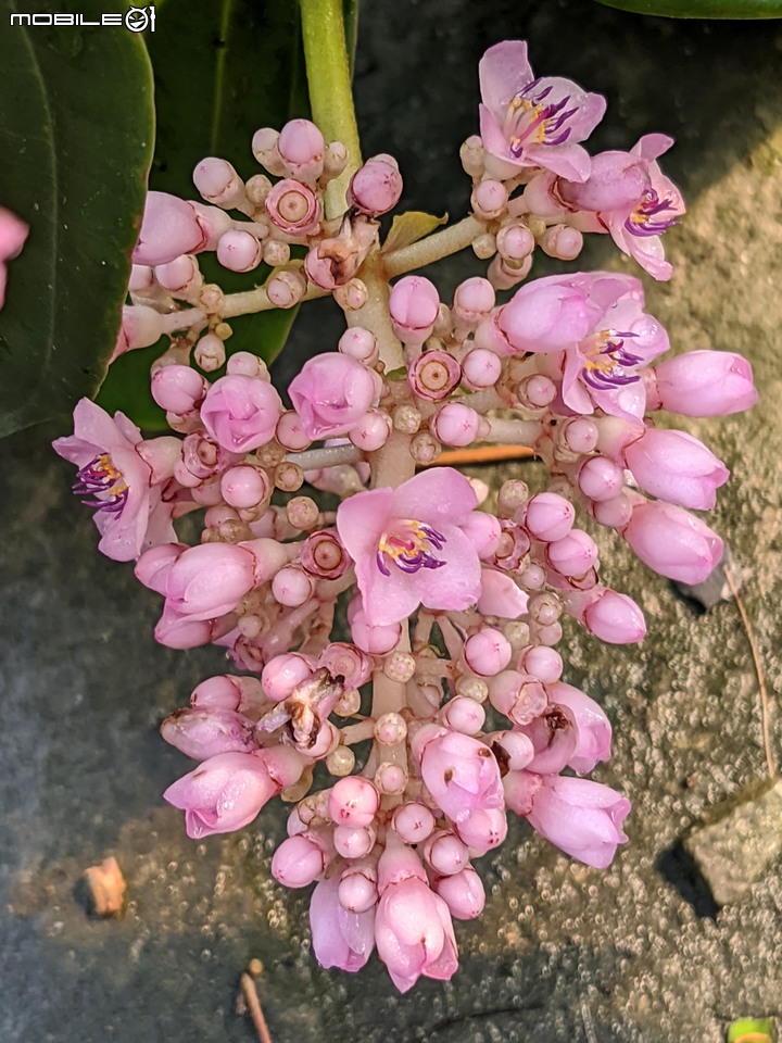 香蜜百香果+大飛燕 台南市歸仁區七甲花卉區 01/07