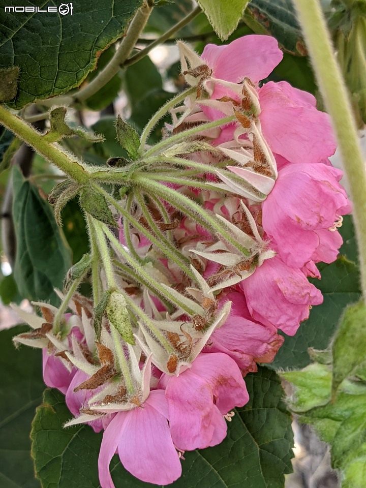 非洲芙蓉+紅花風鈴木 台南市仁德區滯洪池 01/15