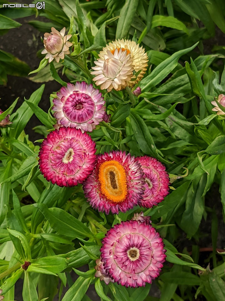 大花六道木+麥桿菊+報春花 台南市歸仁區七甲花卉區 01/01