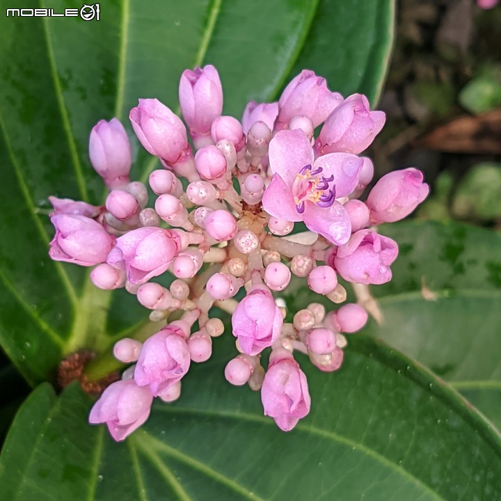 香蜜百香果+大飛燕 台南市歸仁區七甲花卉區 01/07