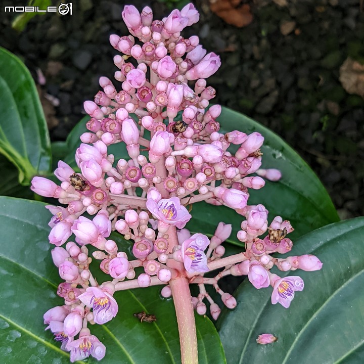 香蜜百香果+大飛燕 台南市歸仁區七甲花卉區 01/07