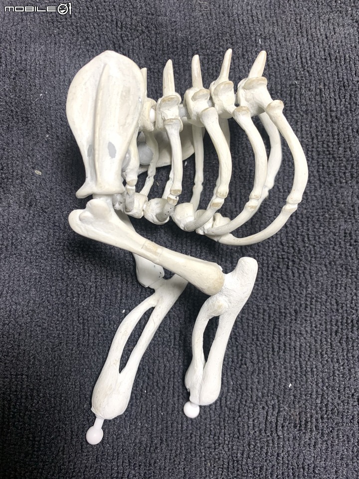 DIY 劍齒虎骨歷經13年終於製作完成.