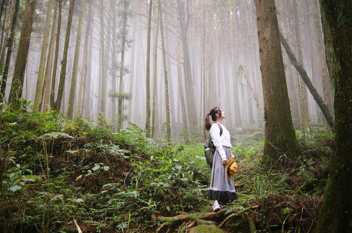 點我看大圖 【樹抱石神木】阿里山二萬坪森林步道上讓人讚嘆的大自然造物奇景