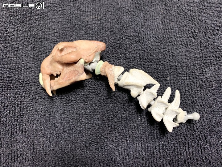 DIY 劍齒虎骨歷經13年終於製作完成.