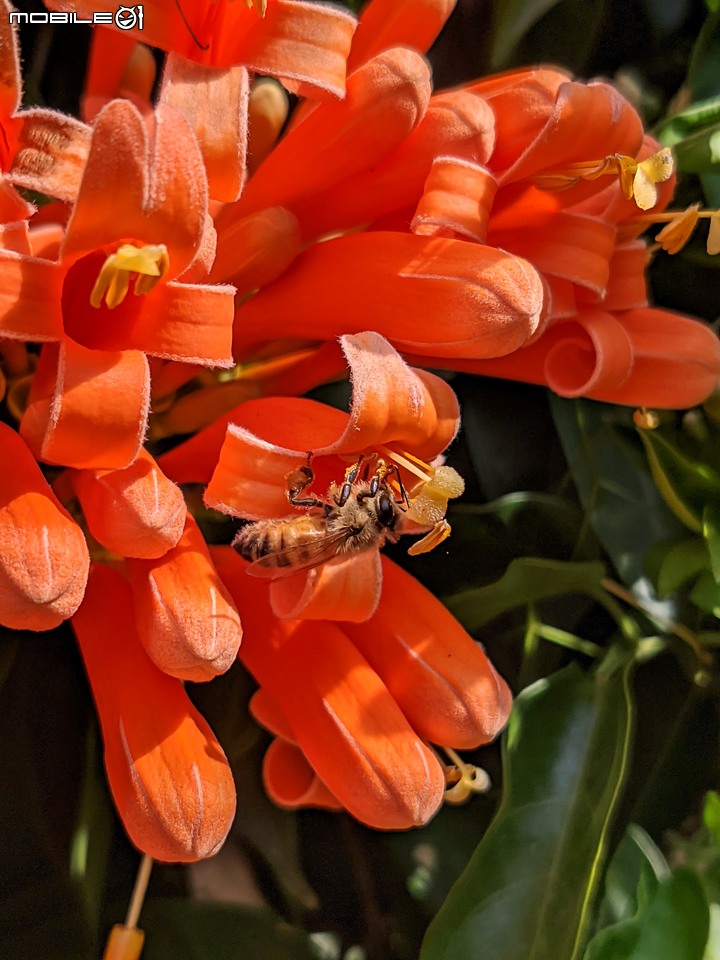 炮仗花 台南市東區後甲公園 01/29