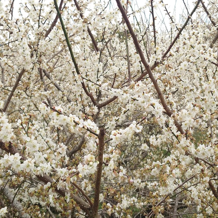 【小惡魔好玩兔U】新年走春 賞櫻花 梅花 吃大餐