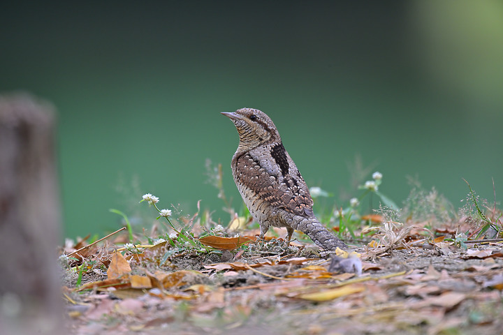 點我看大圖 Nikon Z9+863PF+1.4X清楚記錄地啄木進食螞蟻的過程