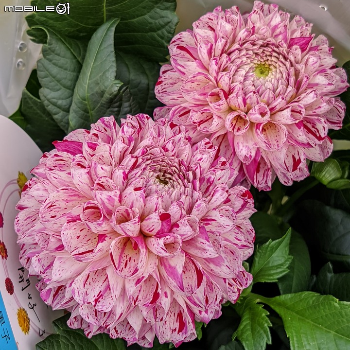 大花六道木+麥桿菊+報春花 台南市歸仁區七甲花卉區 01/01