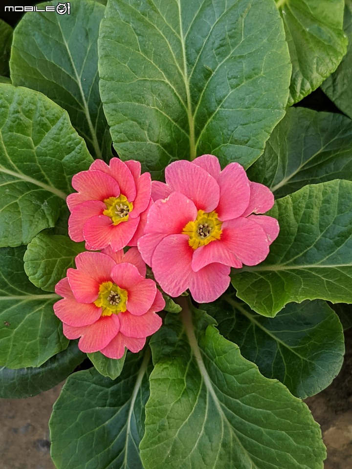 大花六道木+麥桿菊+報春花 台南市歸仁區七甲花卉區 01/01