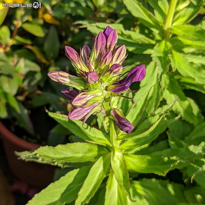 大花六道木+麥桿菊+報春花 台南市歸仁區七甲花卉區 01/01