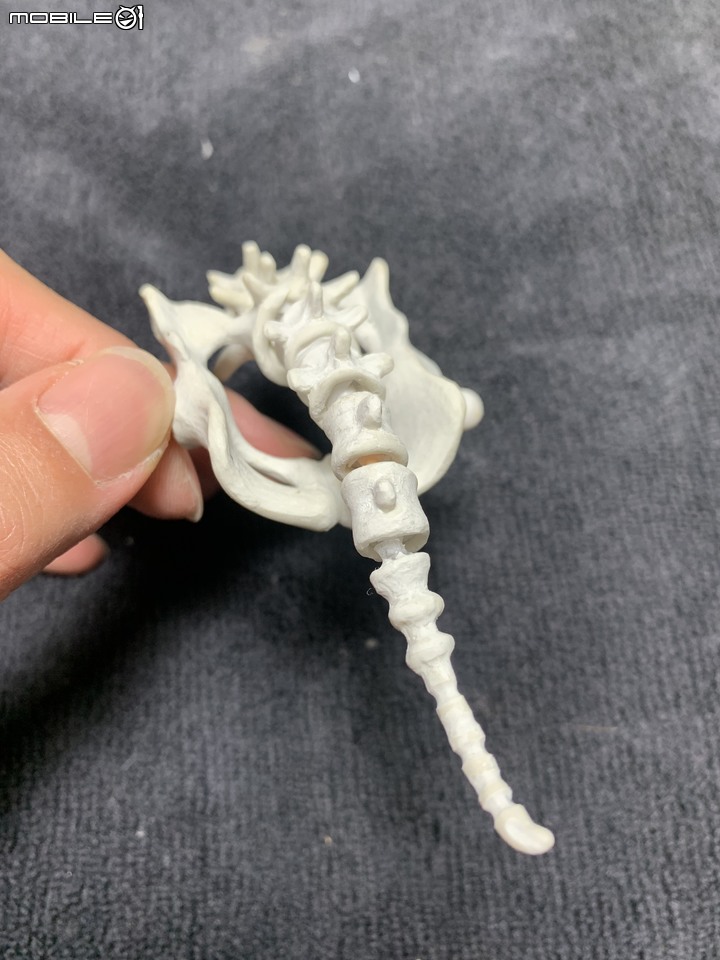 DIY 劍齒虎骨歷經13年終於製作完成.
