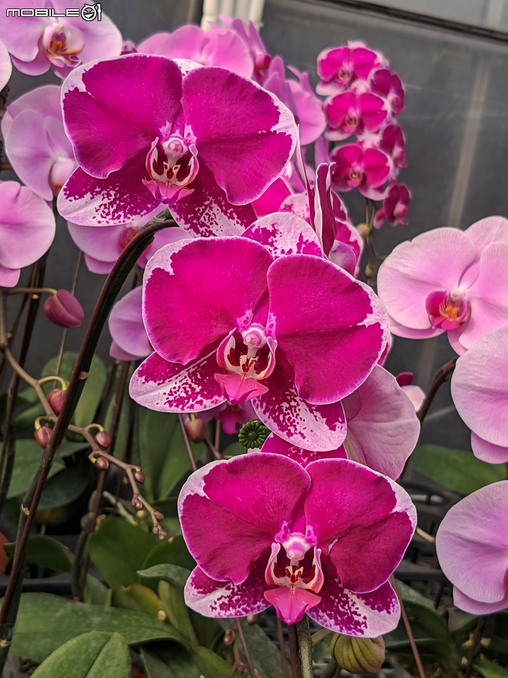蘭花 台南市歸仁區七甲花卉區 01/14
