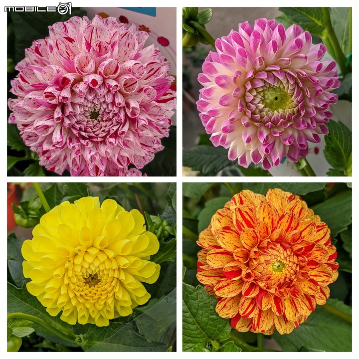 大花六道木+麥桿菊+報春花 台南市歸仁區七甲花卉區 01/01