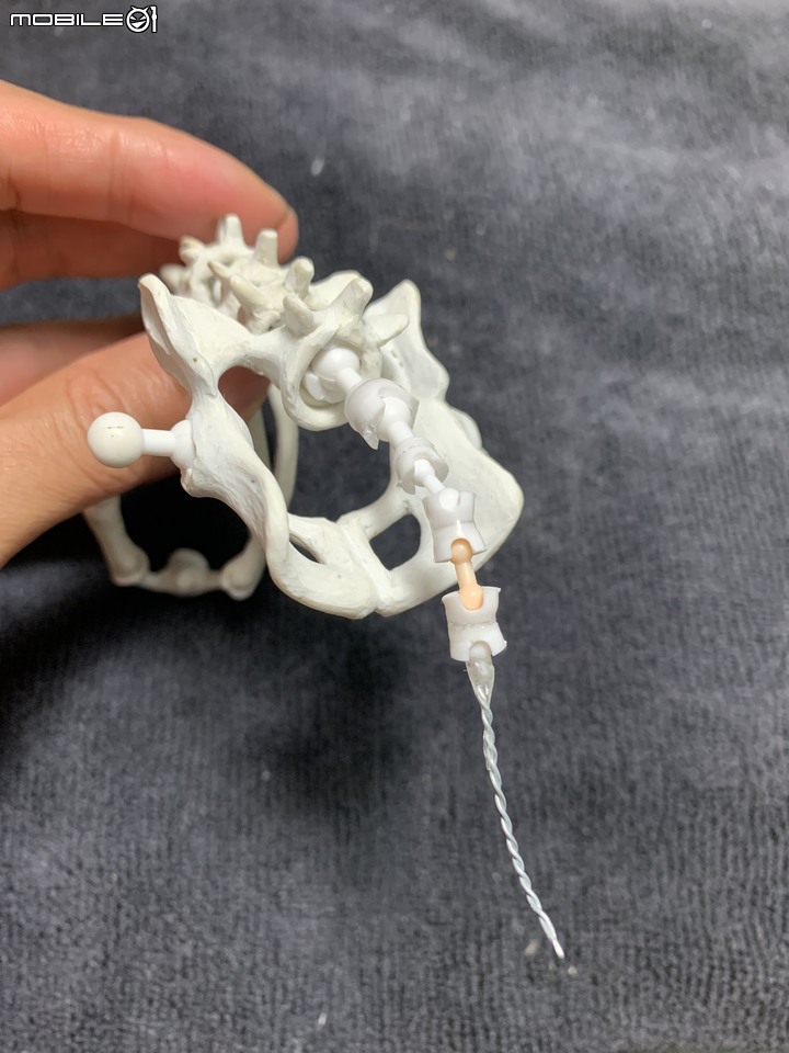 DIY 劍齒虎骨歷經13年終於製作完成.