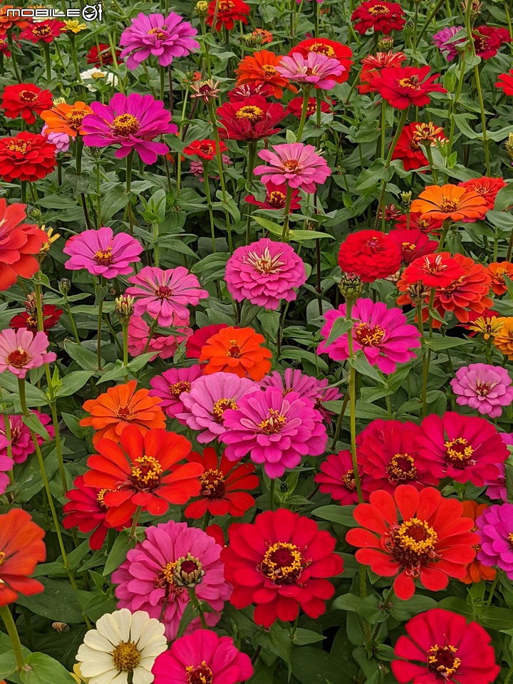 百日菊+大波斯菊 台南市山上區淨水池區 01/01