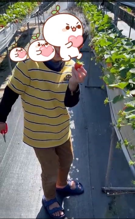 【小惡魔好玩兔U】苗栗大湖吳家高架草莓,把握最後的採收期