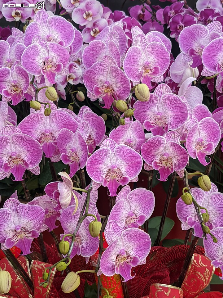 蘭花 台南市歸仁區七甲花卉區 01/14