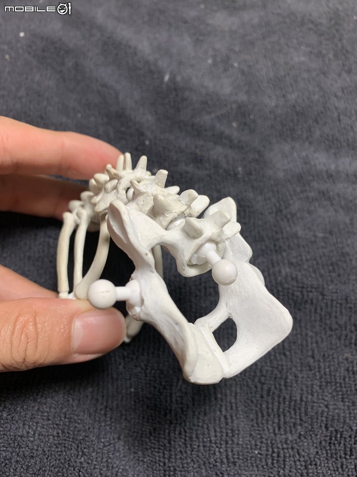 DIY 劍齒虎骨歷經13年終於製作完成.
